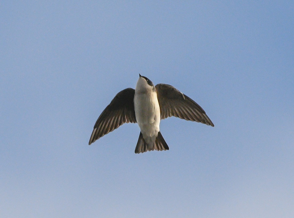 Tree Swallow - Marc Regnier