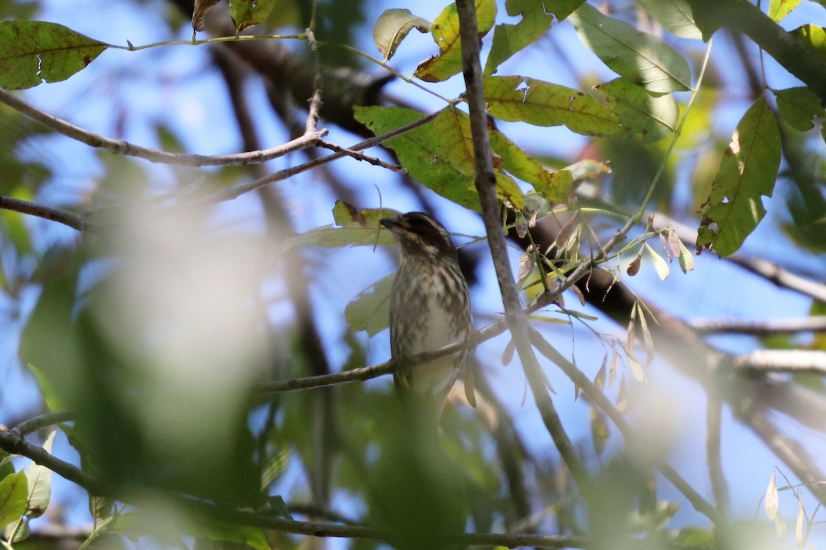 Purple Finch - ML119564401