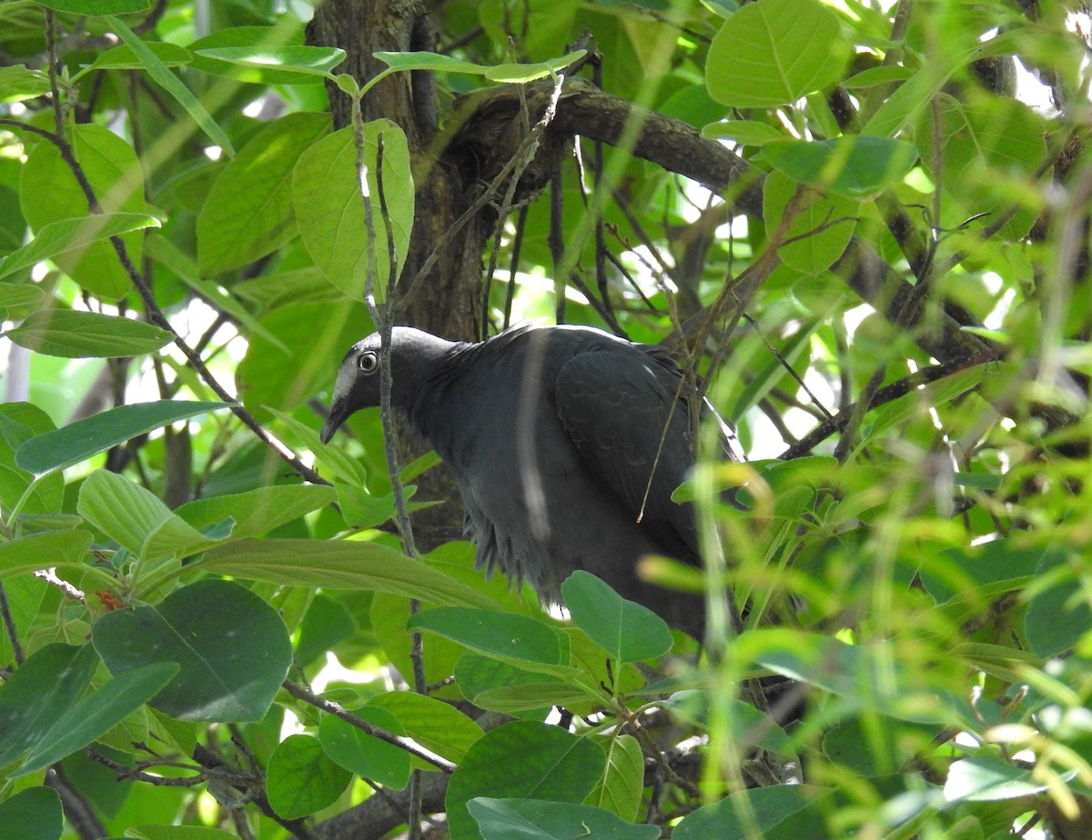 Pigeon à couronne blanche - ML119564991