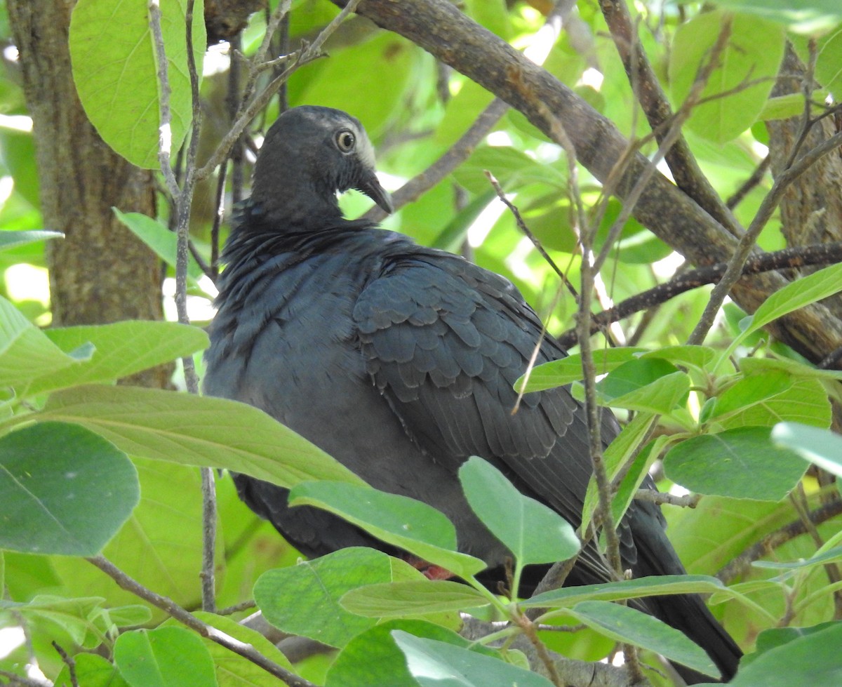 White-crowned Pigeon - ML119565371