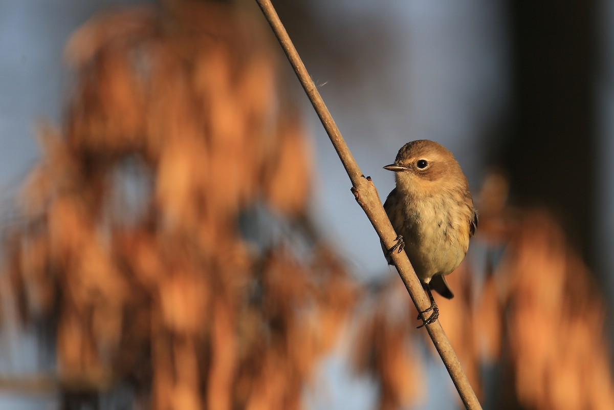 lesňáček žlutoskvrnný (ssp. coronata) - ML119565451