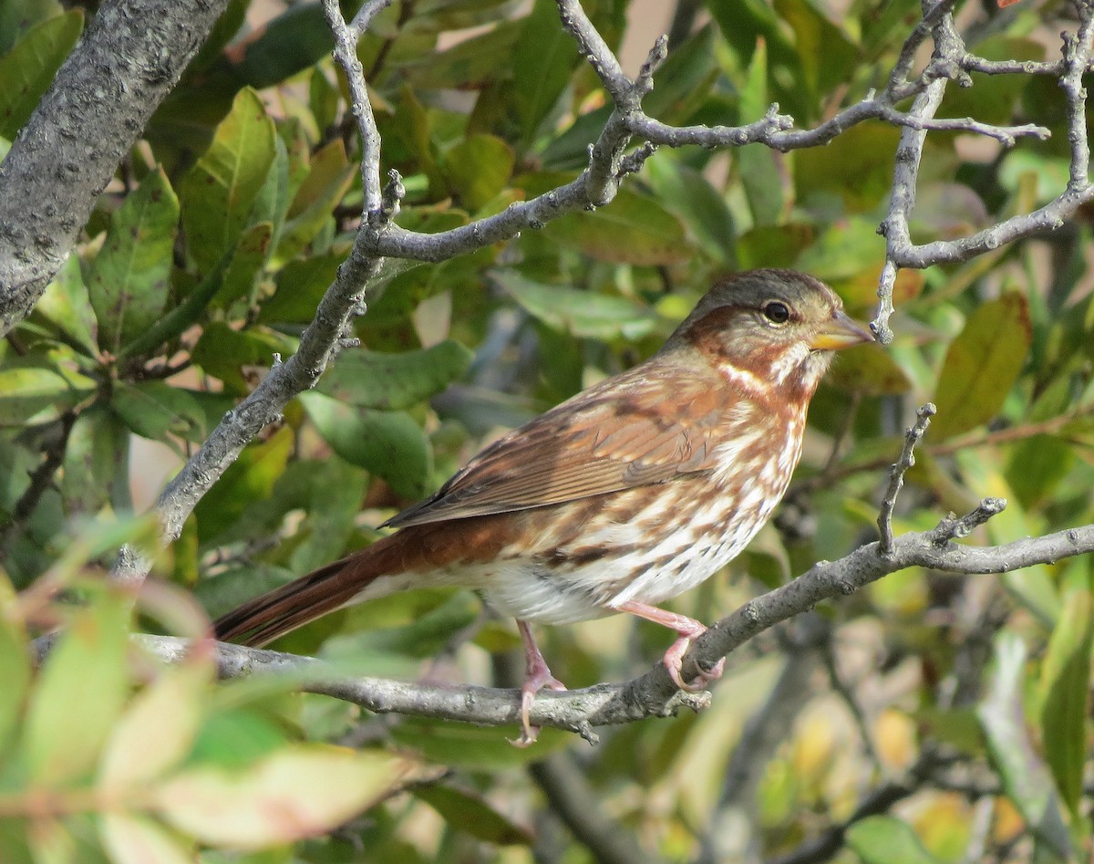 Fox Sparrow - ML119566111