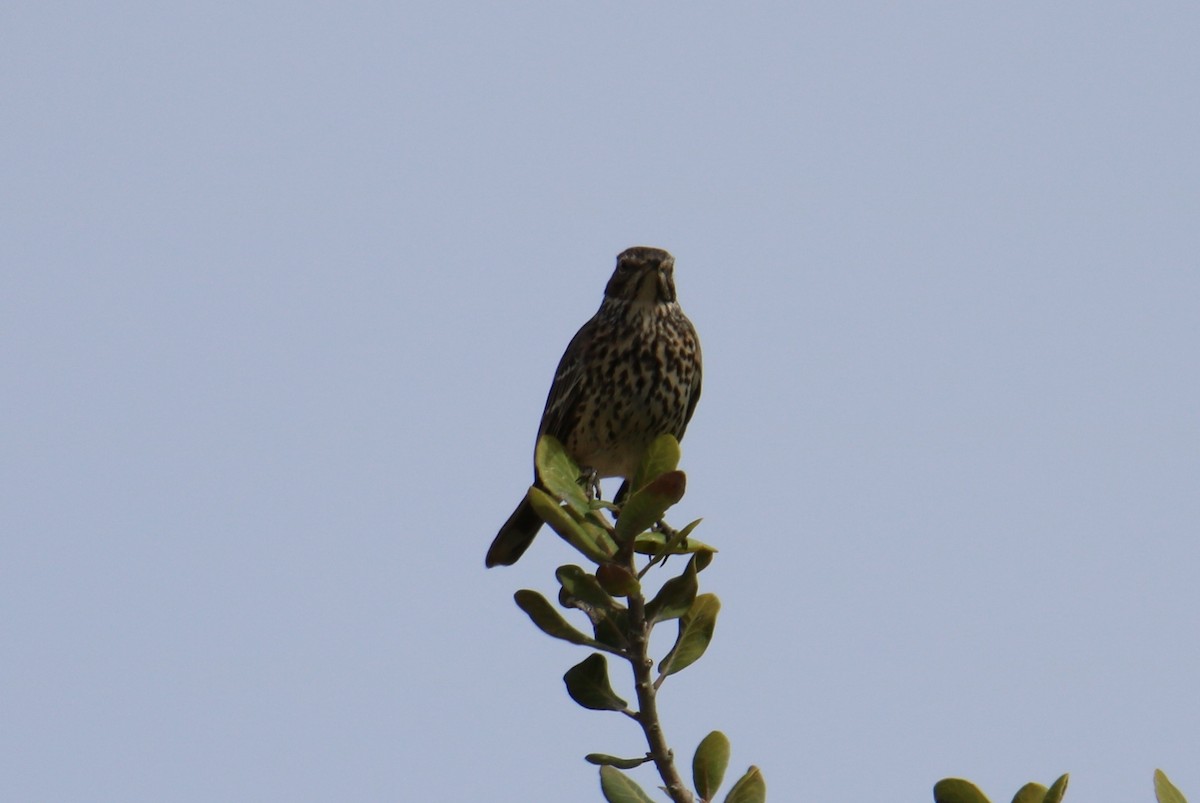 Sage Thrasher - ML119566231