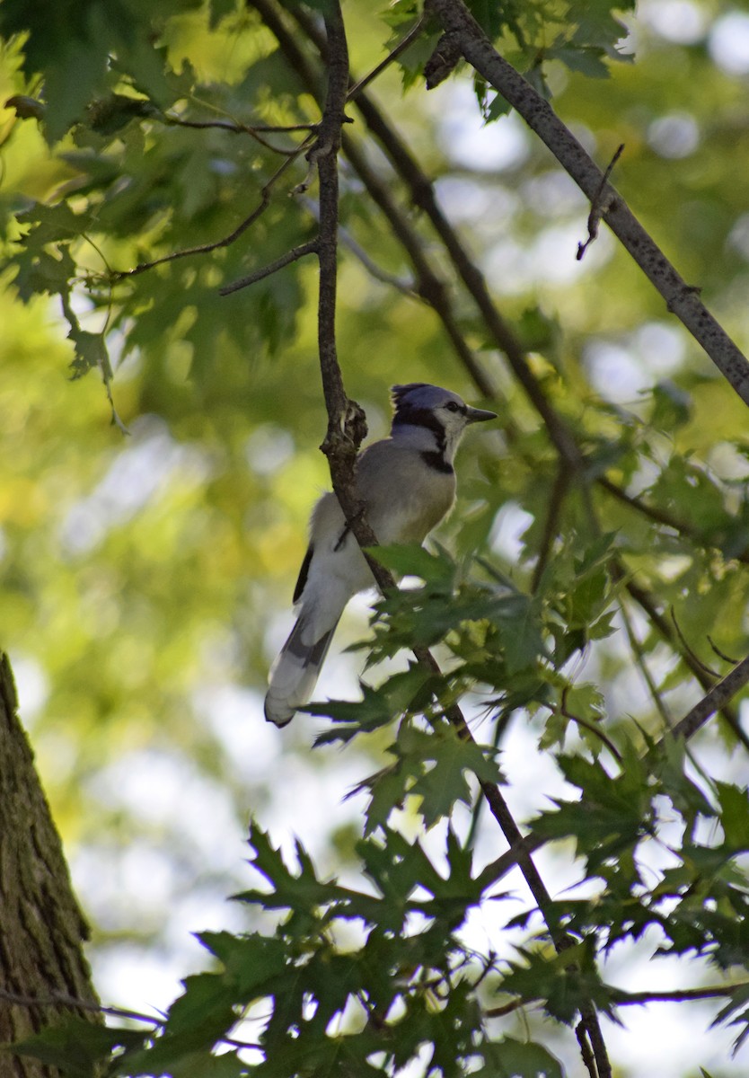 Blue Jay - ML119568011