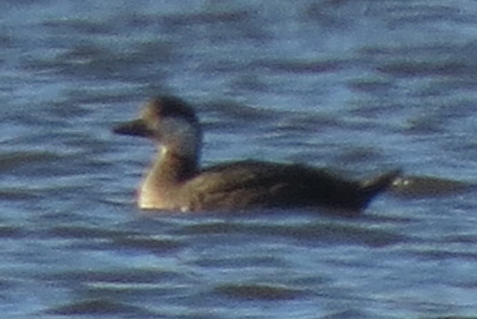 Black Scoter - ML119569081