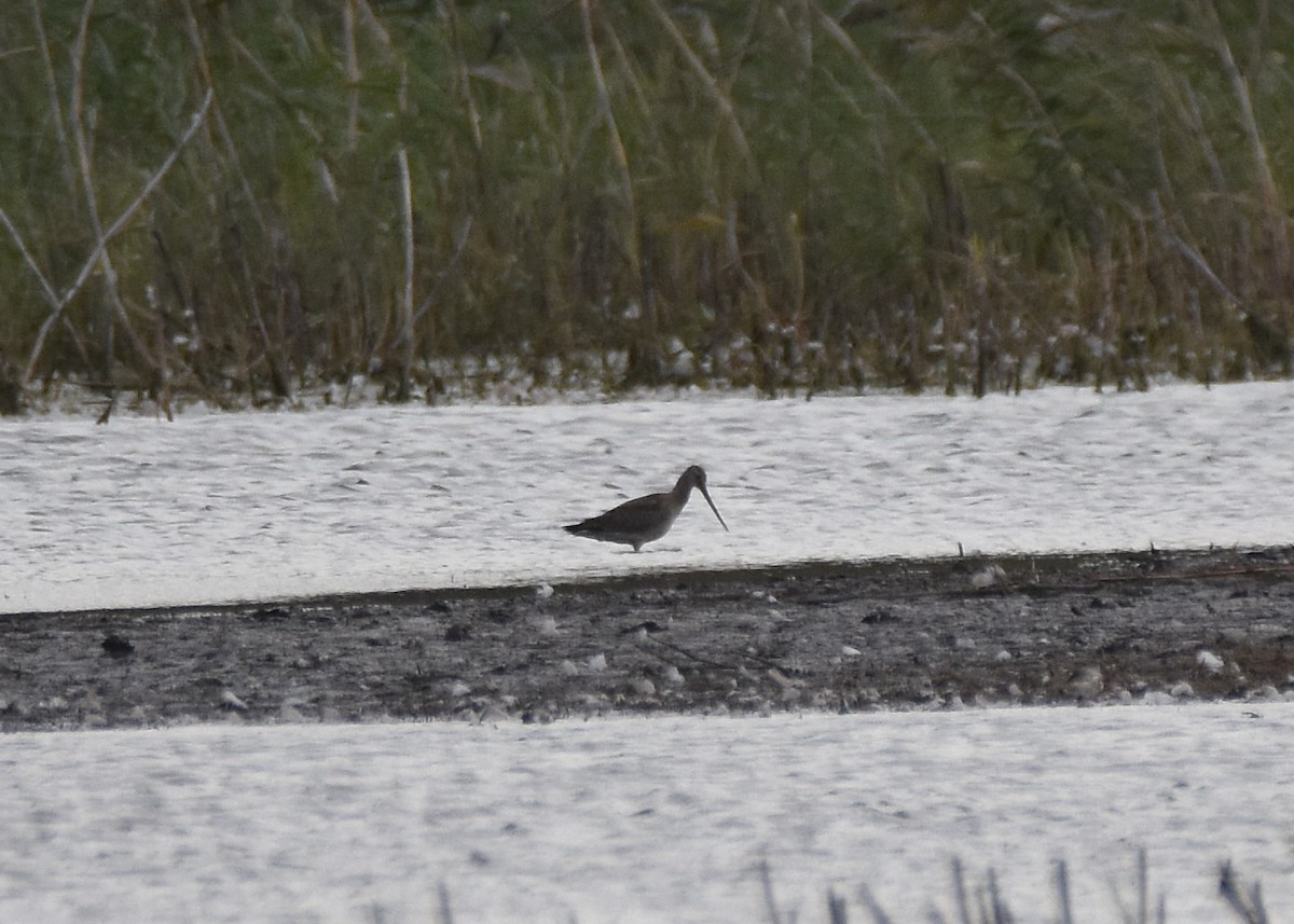 Hudsonian Godwit - ML119569461