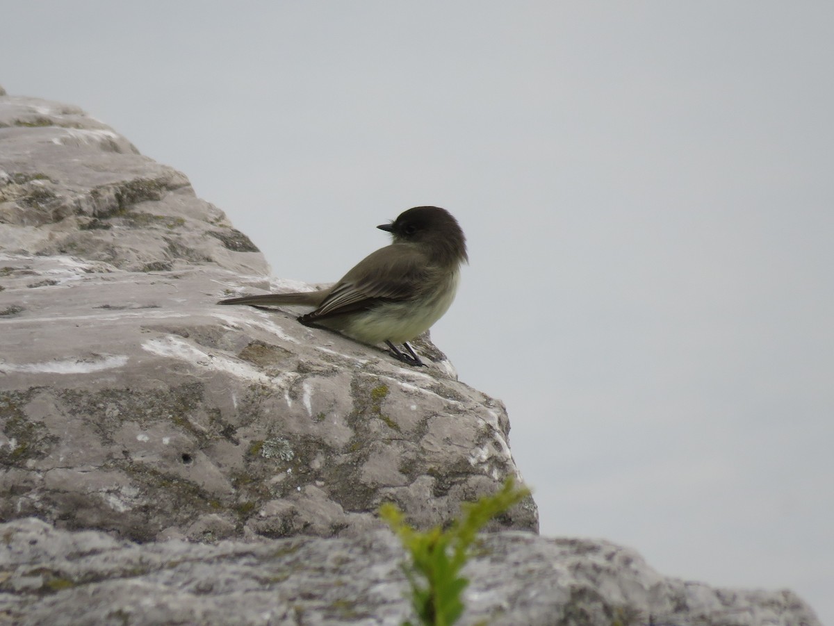 Eastern Phoebe - ML119569931