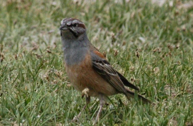 Godlewski's Bunting - ML119570081