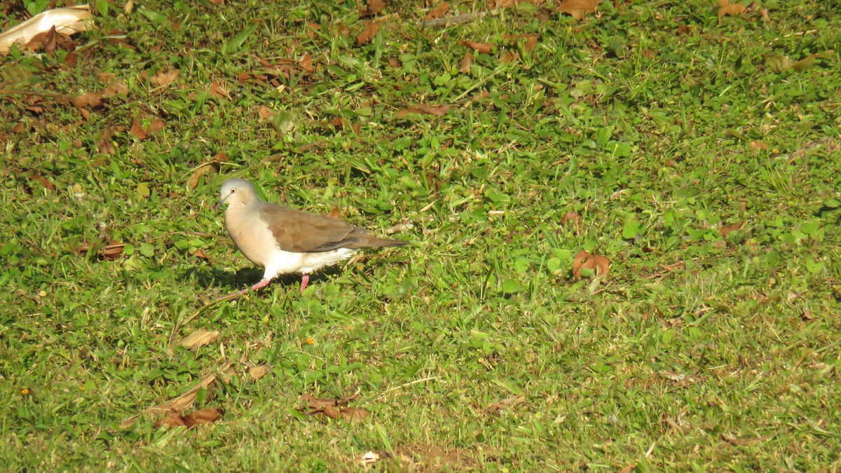 Gray-headed Dove - ML119571171