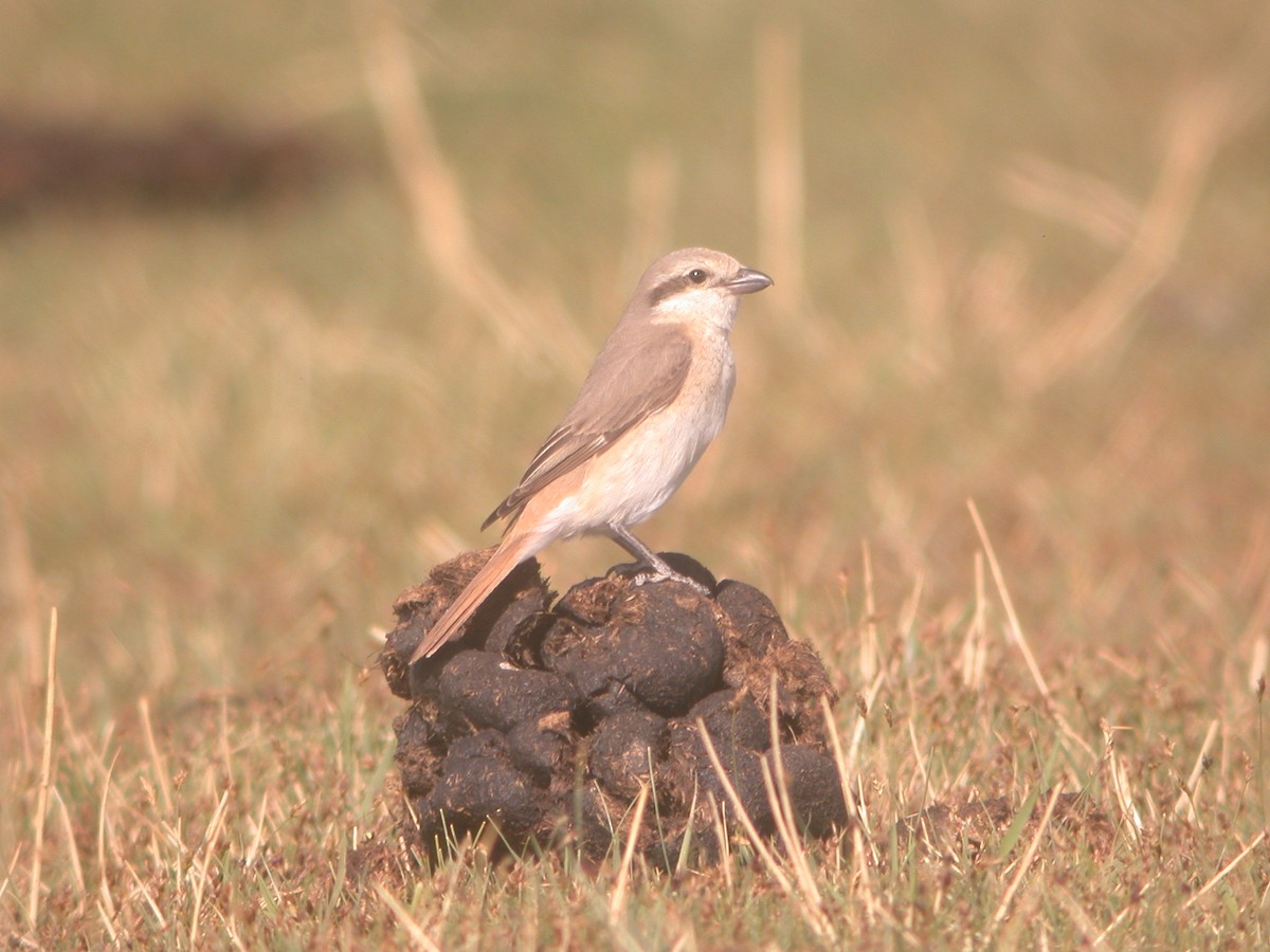 Isabelline Shrike - ML119572361