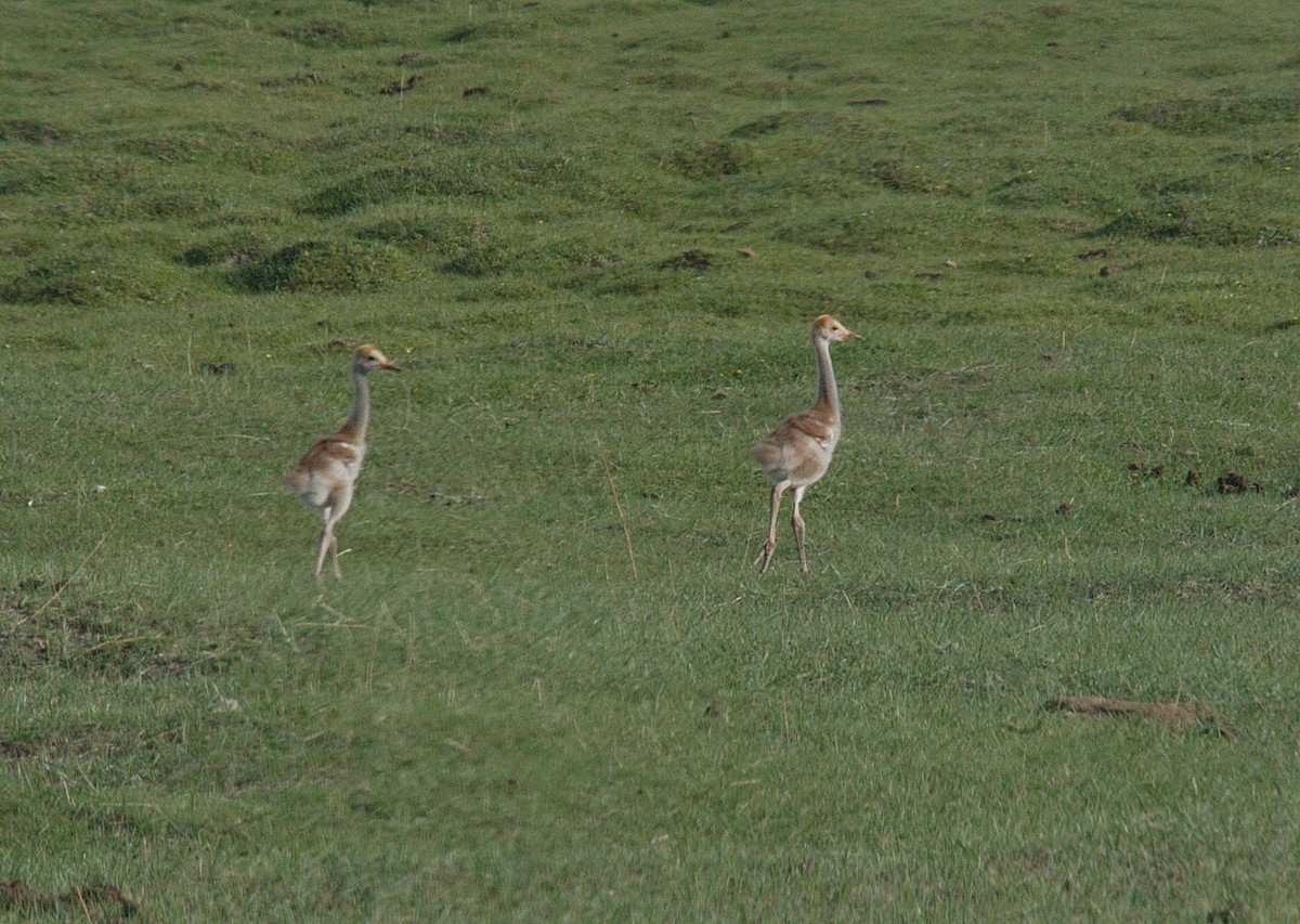 White-naped Crane - ML119573271