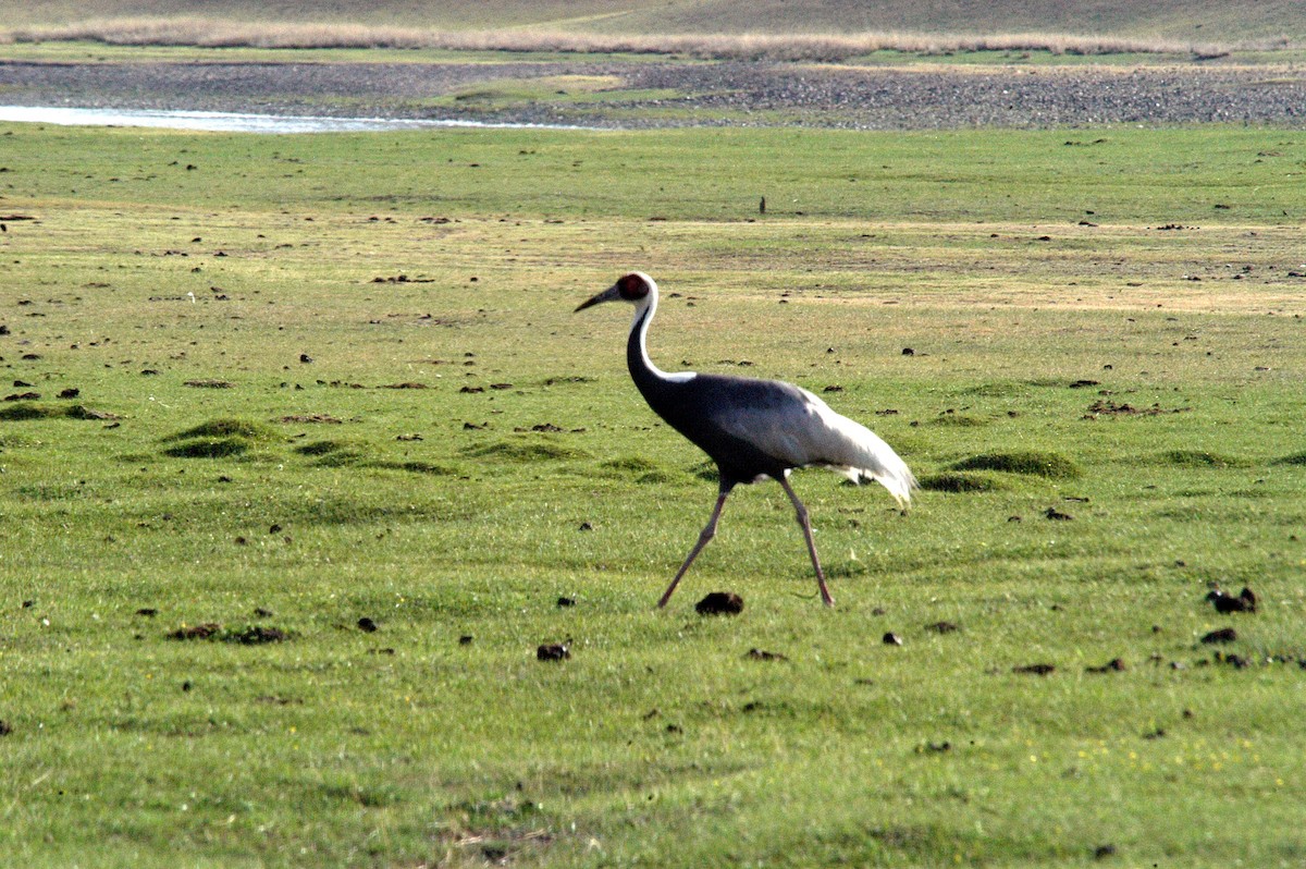 White-naped Crane - ML119573291