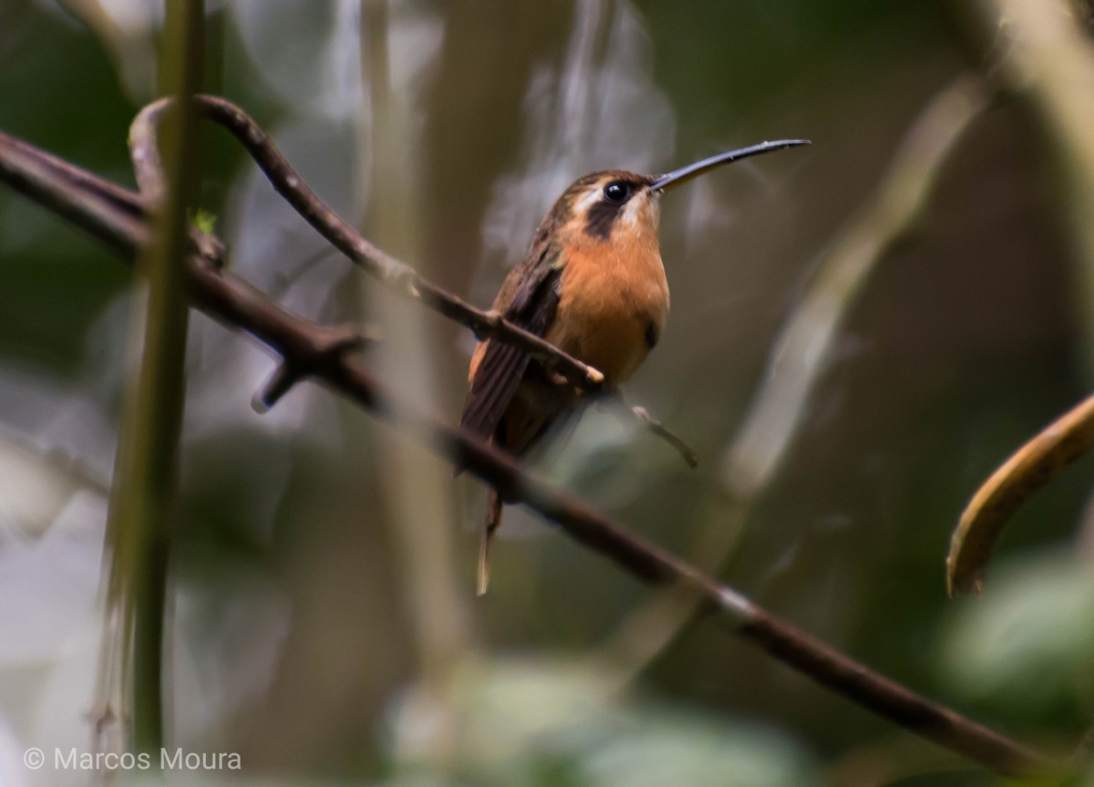 Reddish Hermit - ML119575561