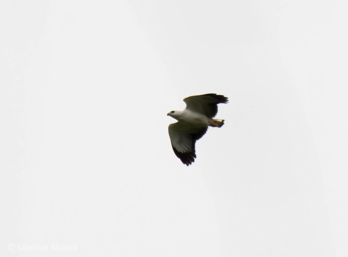 White-necked Hawk - ML119575621