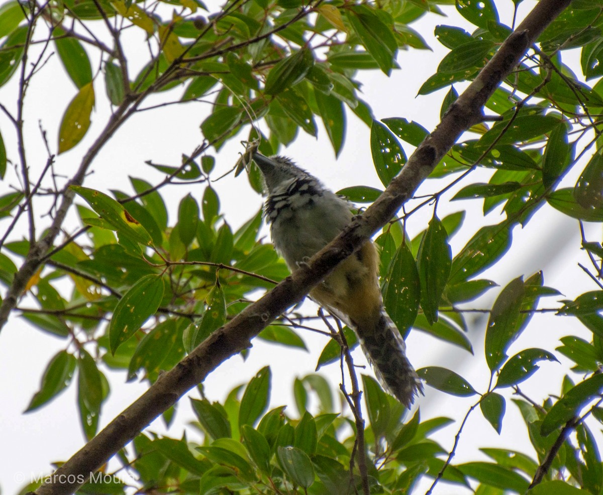 Spot-backed Antshrike - ML119575911