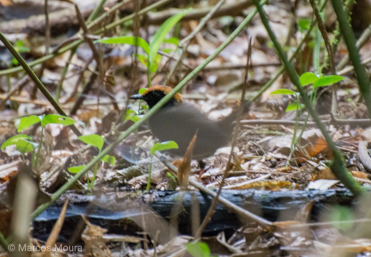 Rufous-capped Antthrush - Marcos Moura