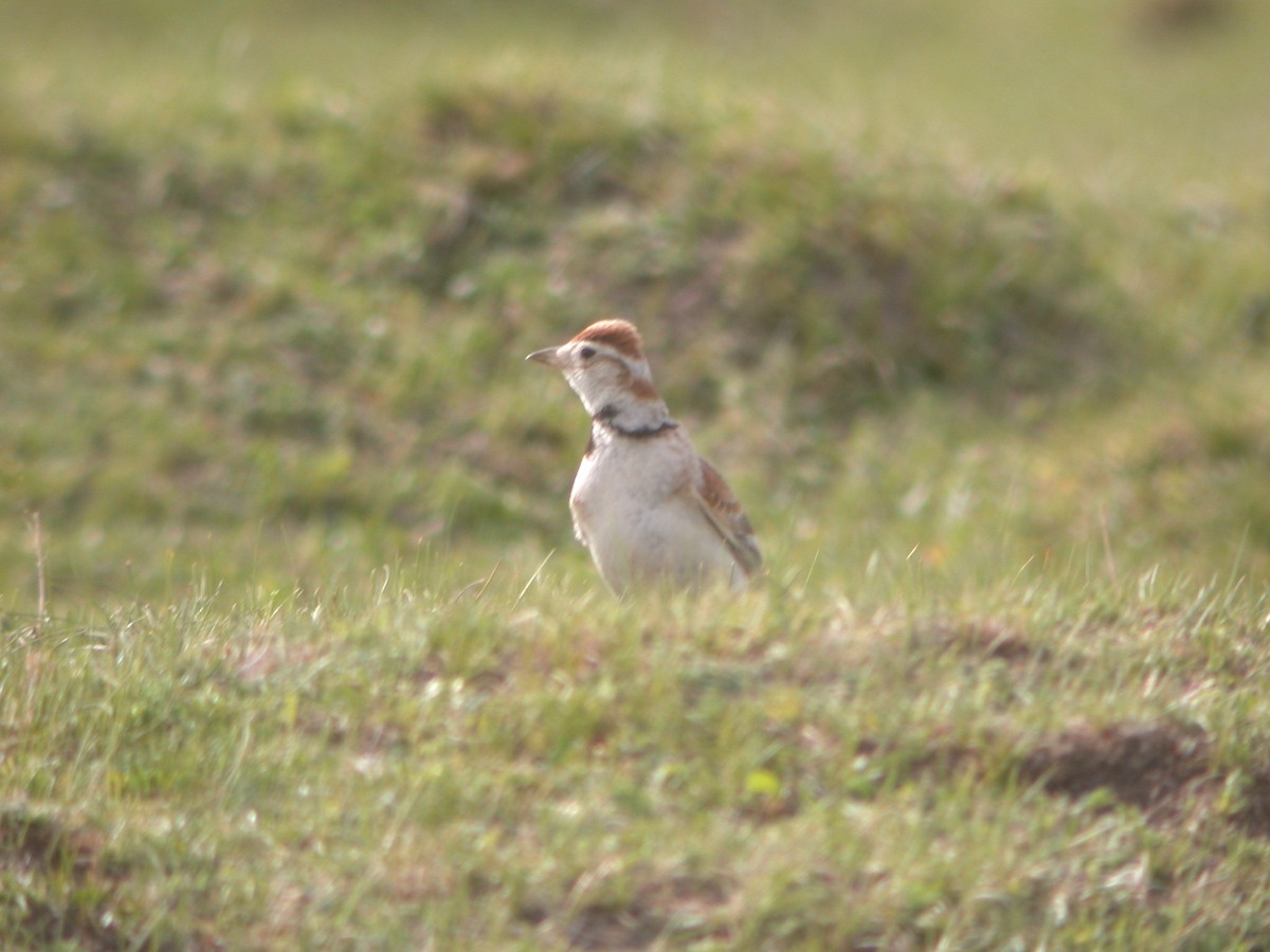 Mongolian Lark - ML119576291