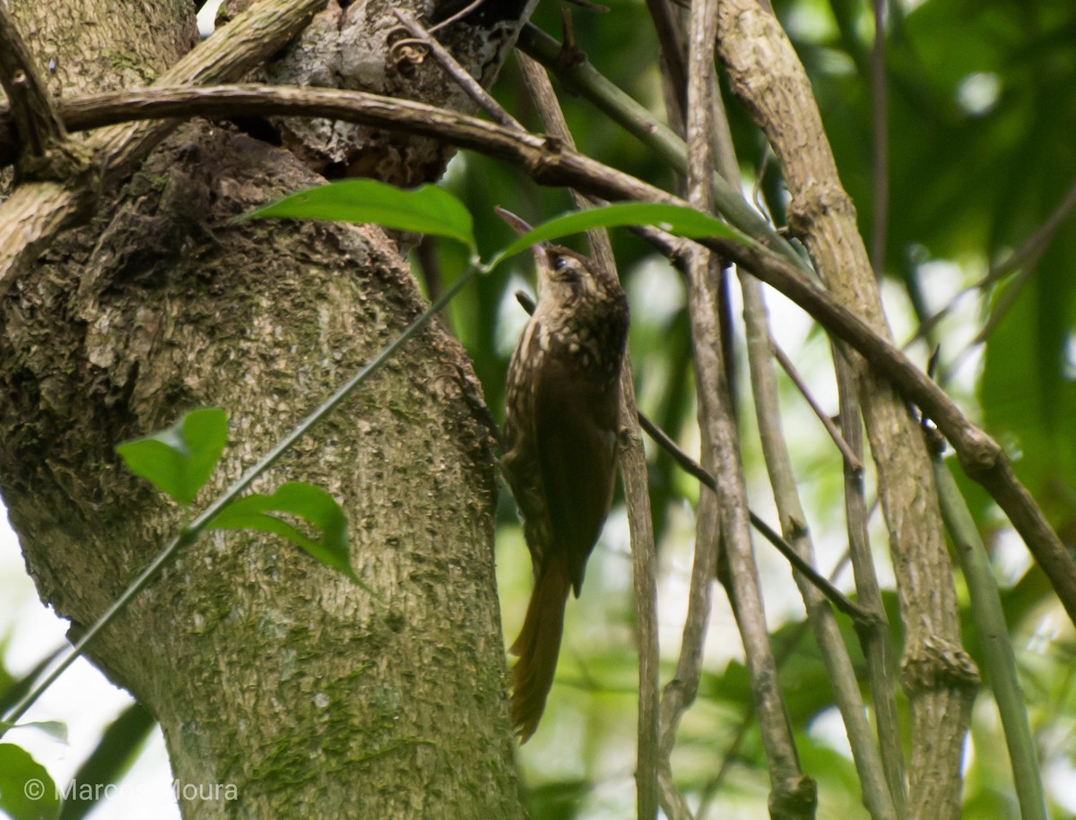 Lesser Woodcreeper - ML119576311