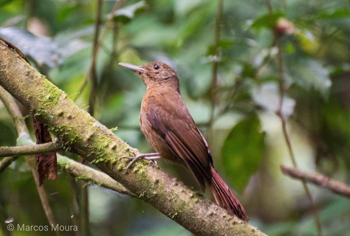 Plain-winged Woodcreeper (Plain-winged) - ML119576341