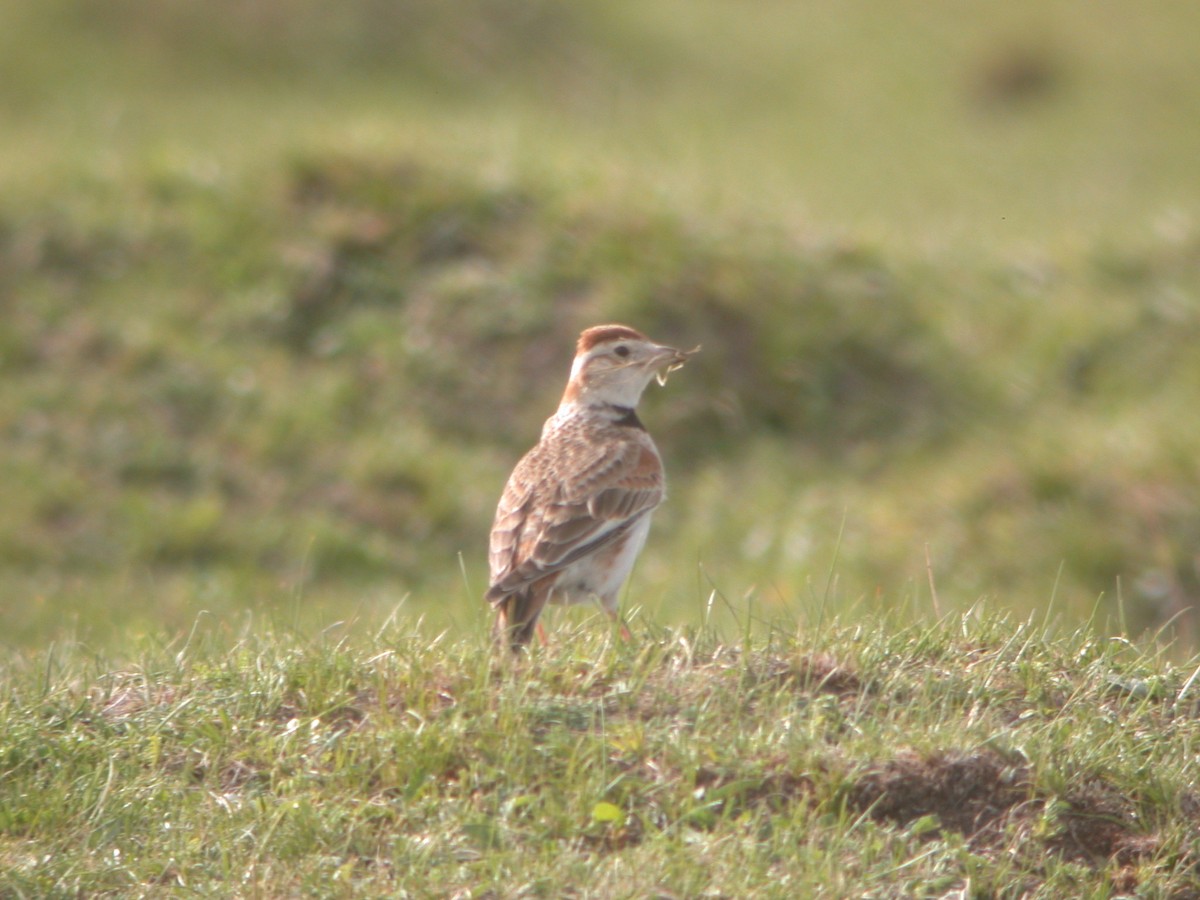 Mongolian Lark - ML119576351