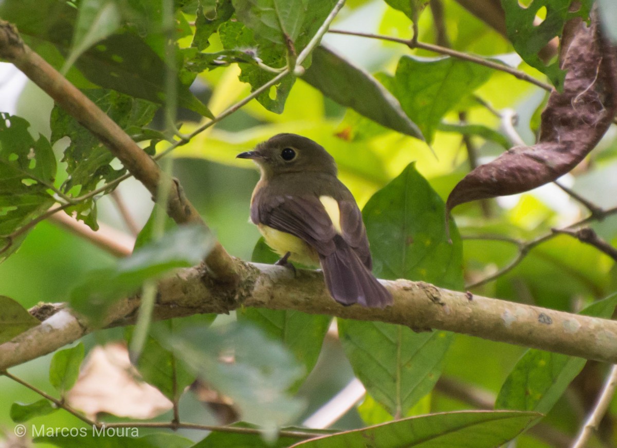 Whiskered Flycatcher - ML119576871