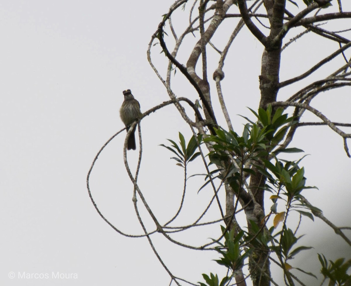 Piratic Flycatcher - ML119576961