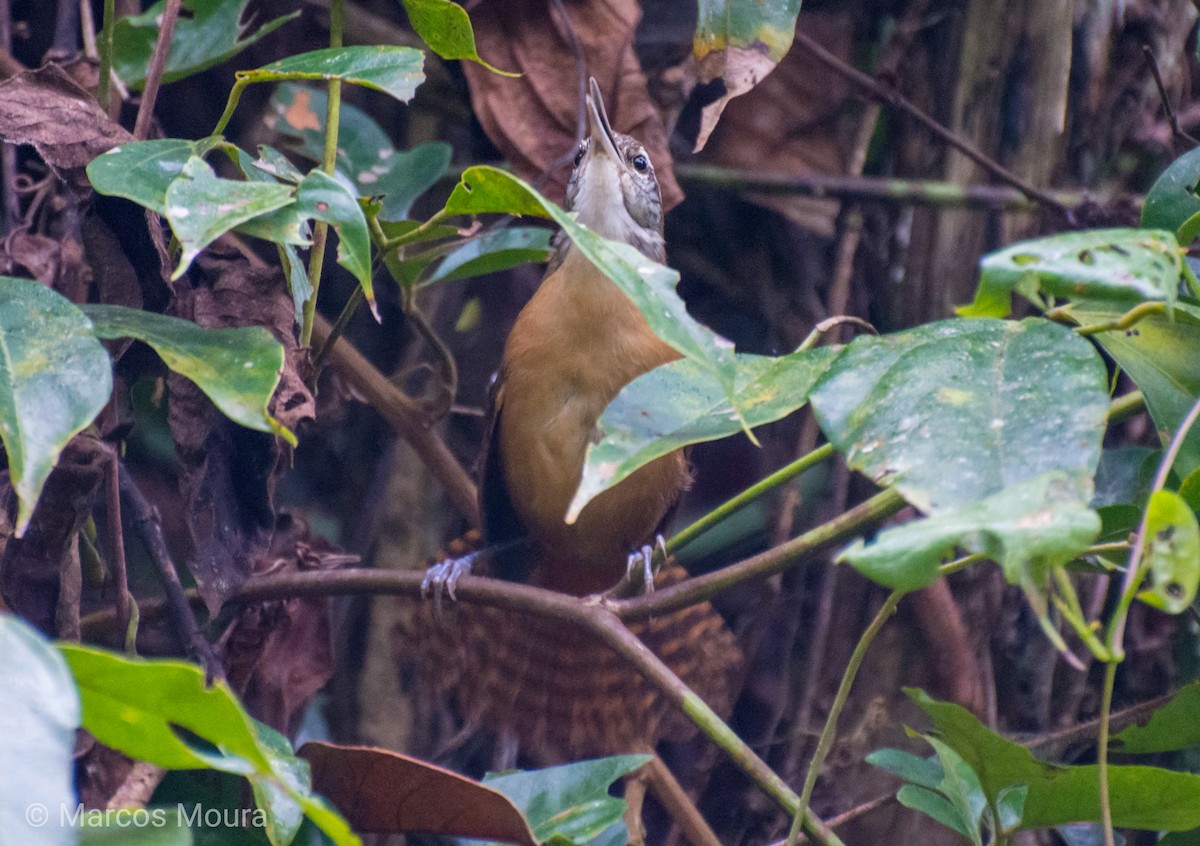 Long-billed Wren - ML119577041