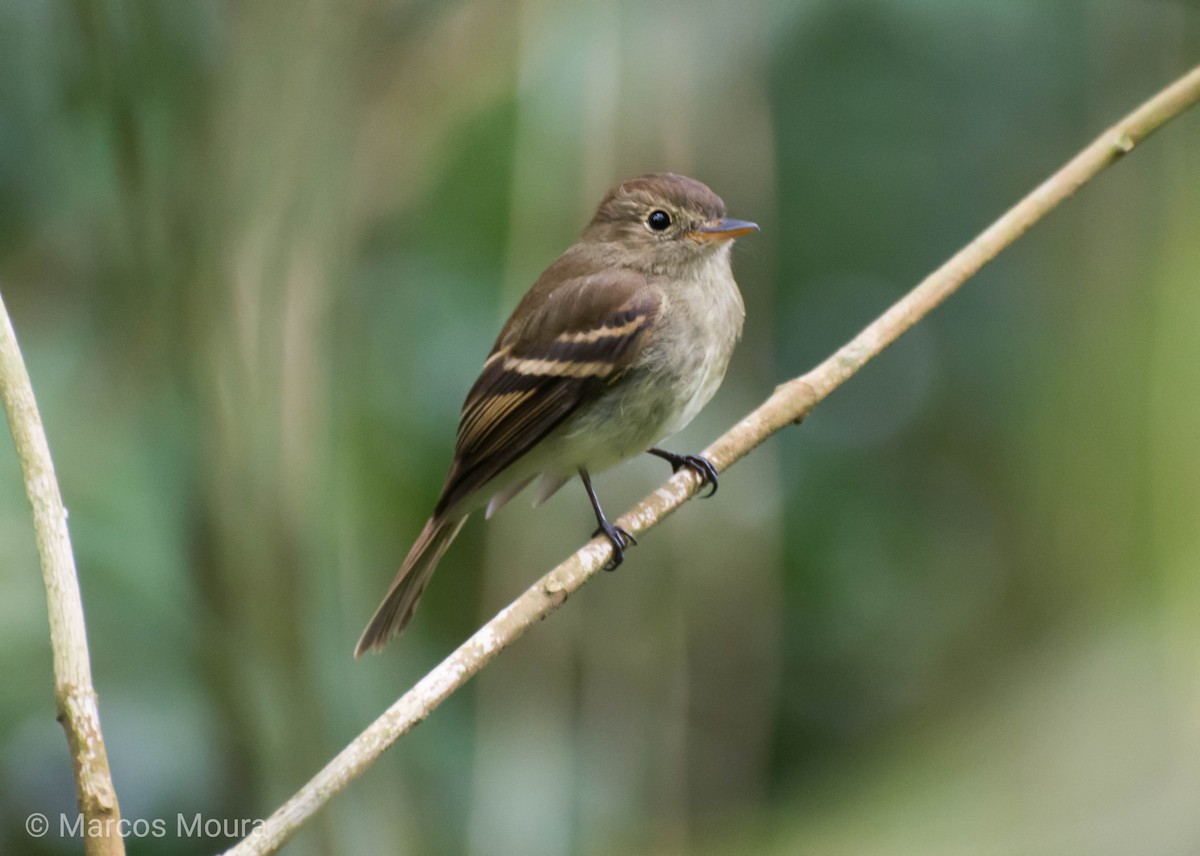 Euler's Flycatcher - Marcos Moura