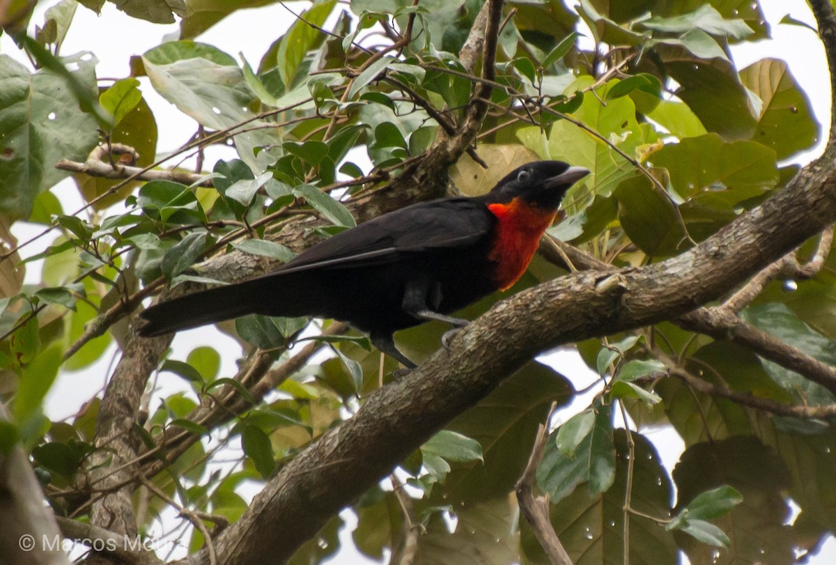 Red-ruffed Fruitcrow - Marcos Moura