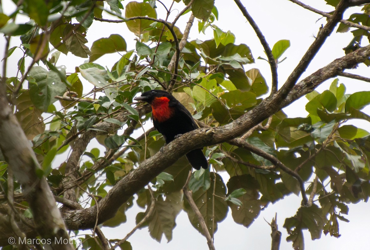 Red-ruffed Fruitcrow - ML119578101