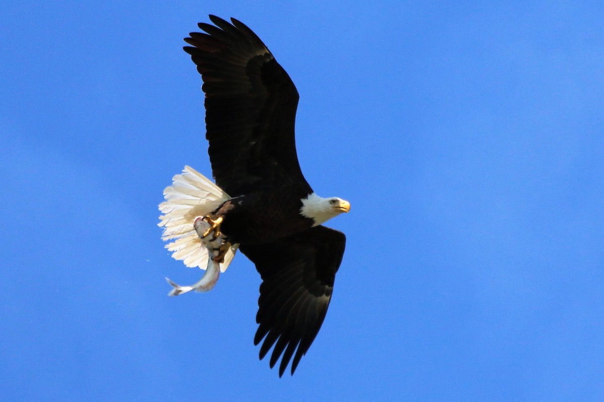 Bald Eagle - ML119578541