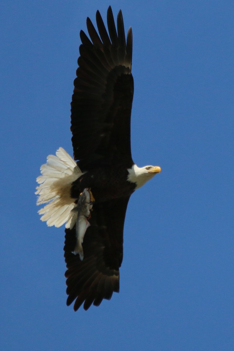 Weißkopf-Seeadler - ML119578601