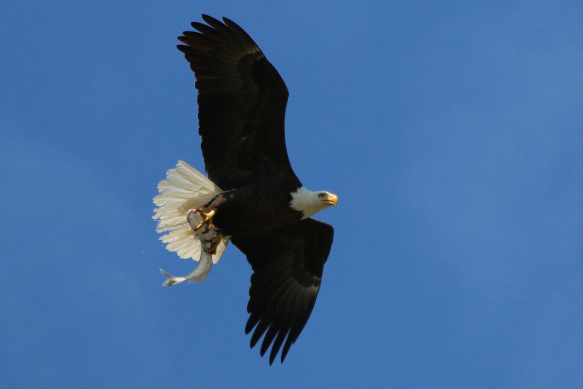 Bald Eagle - ML119578791