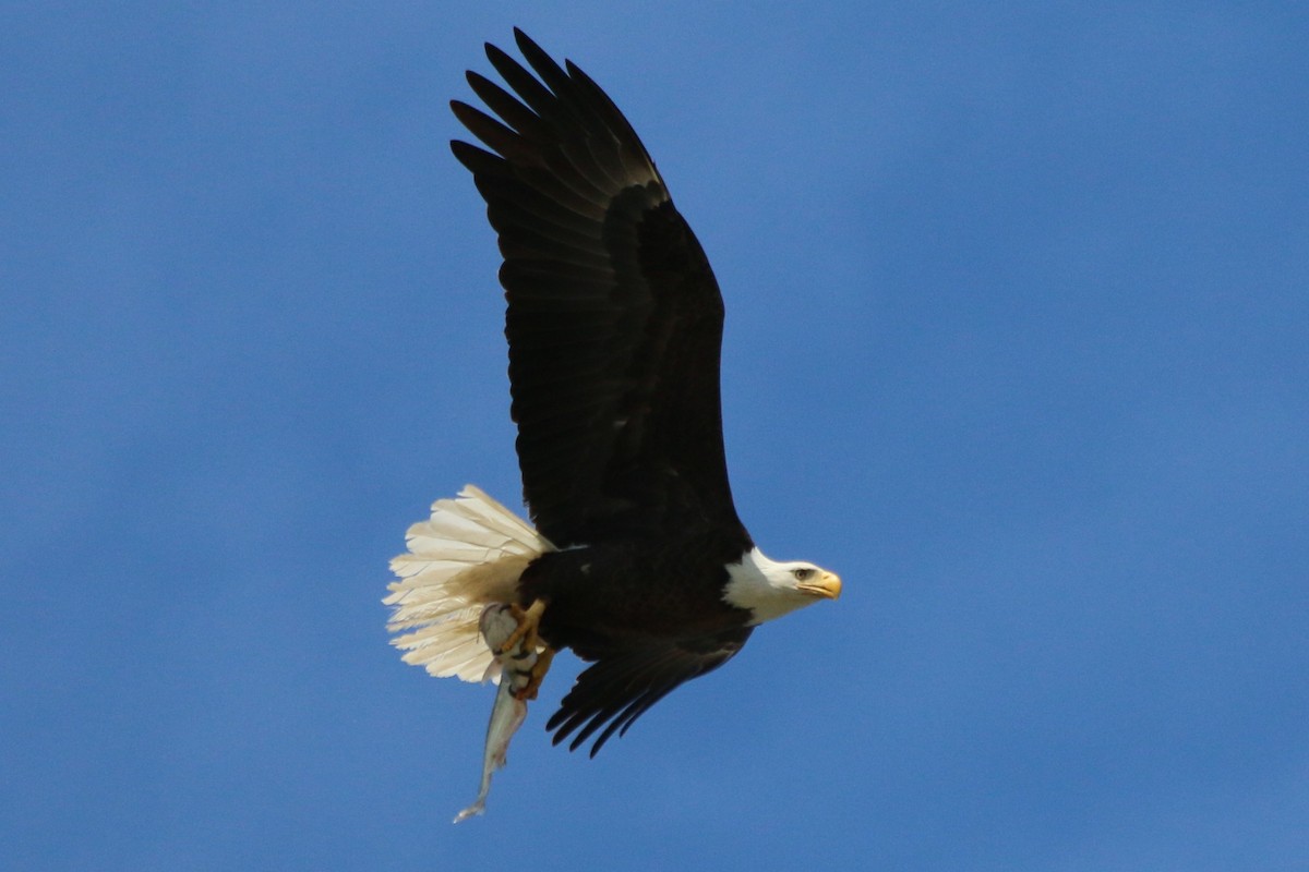 Weißkopf-Seeadler - ML119578881