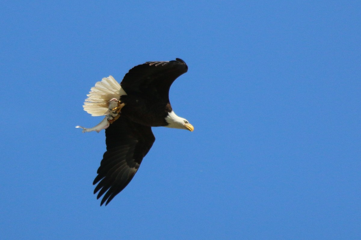 Bald Eagle - ML119578901