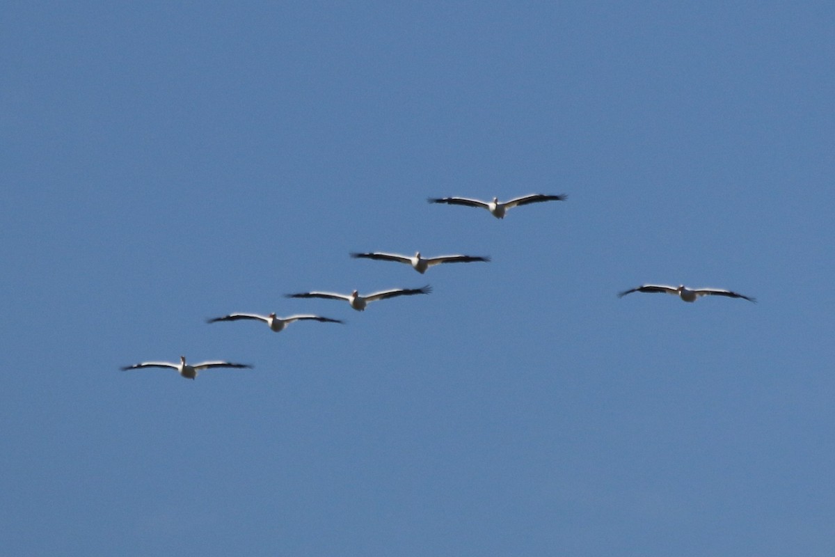 American White Pelican - ML119579031