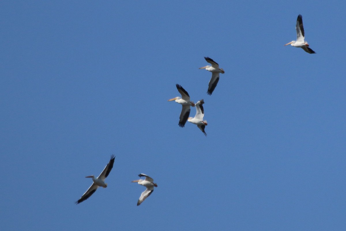 American White Pelican - ML119579071