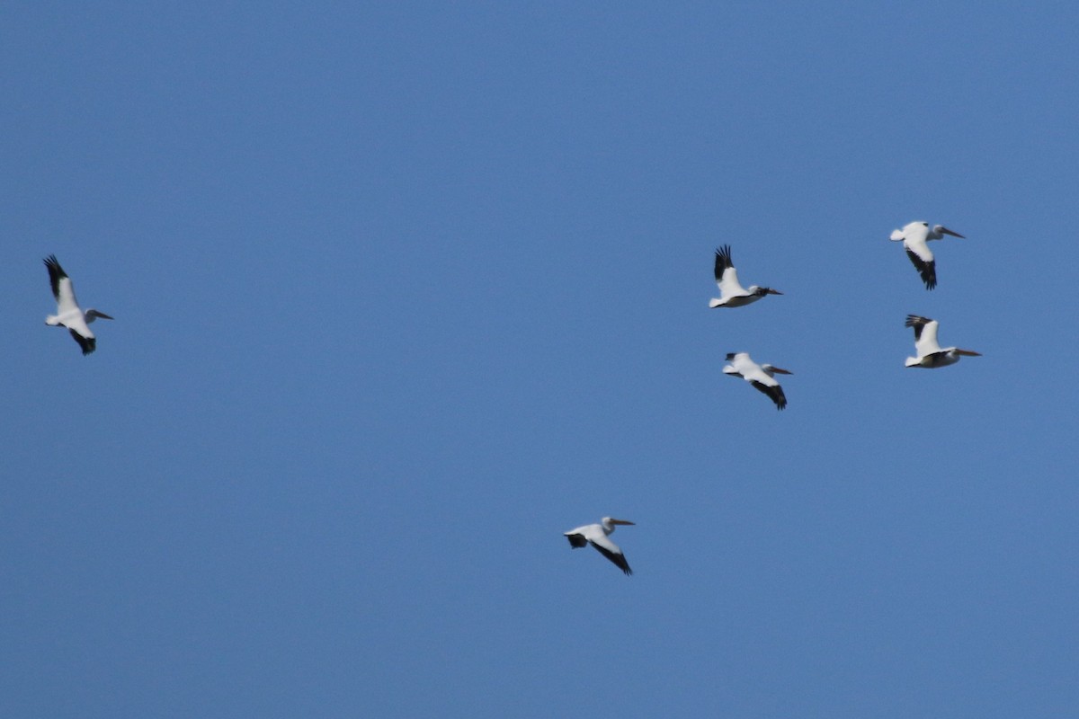 American White Pelican - ML119579111