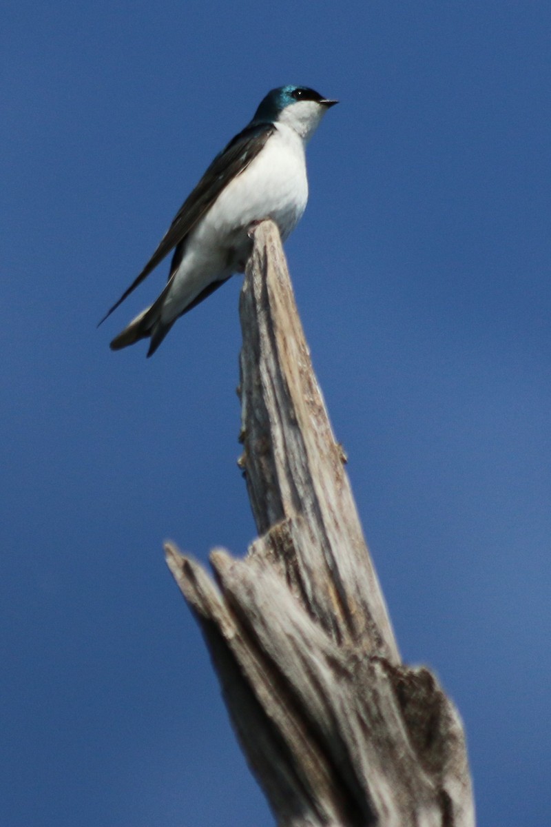 Tree Swallow - ML119579291