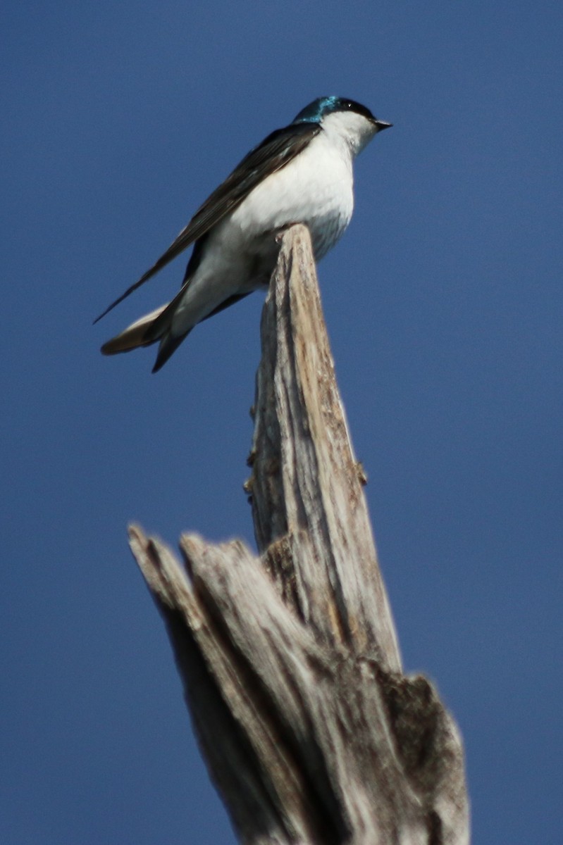 Golondrina Bicolor - ML119579331