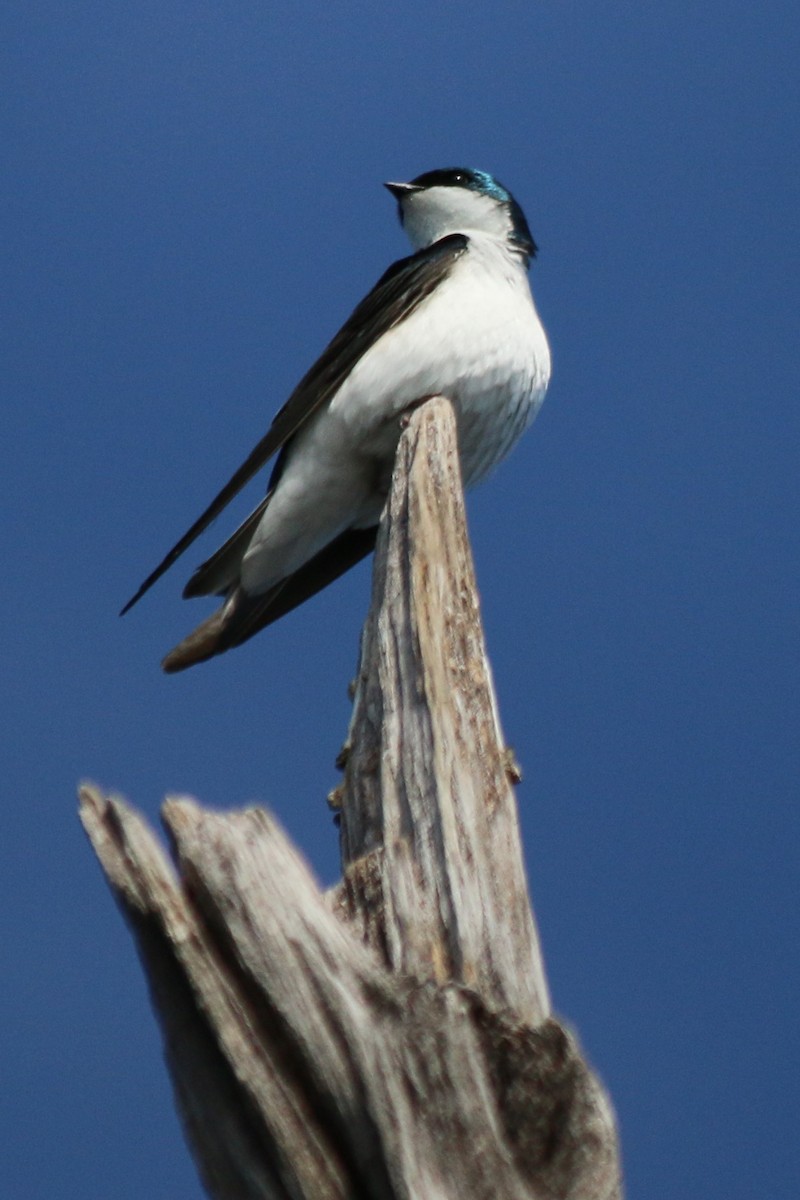 Golondrina Bicolor - ML119579371