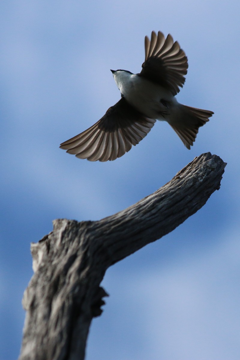 Tree Swallow - ML119579421