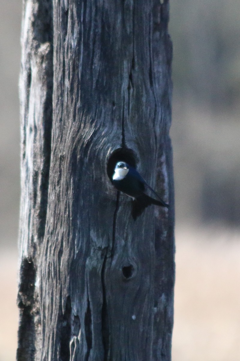 Golondrina Bicolor - ML119579471