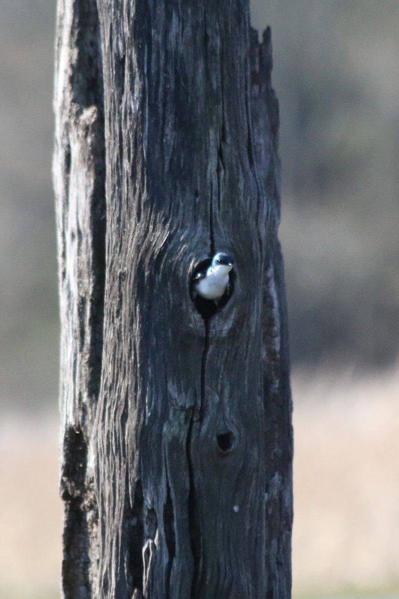 Golondrina Bicolor - ML119579531