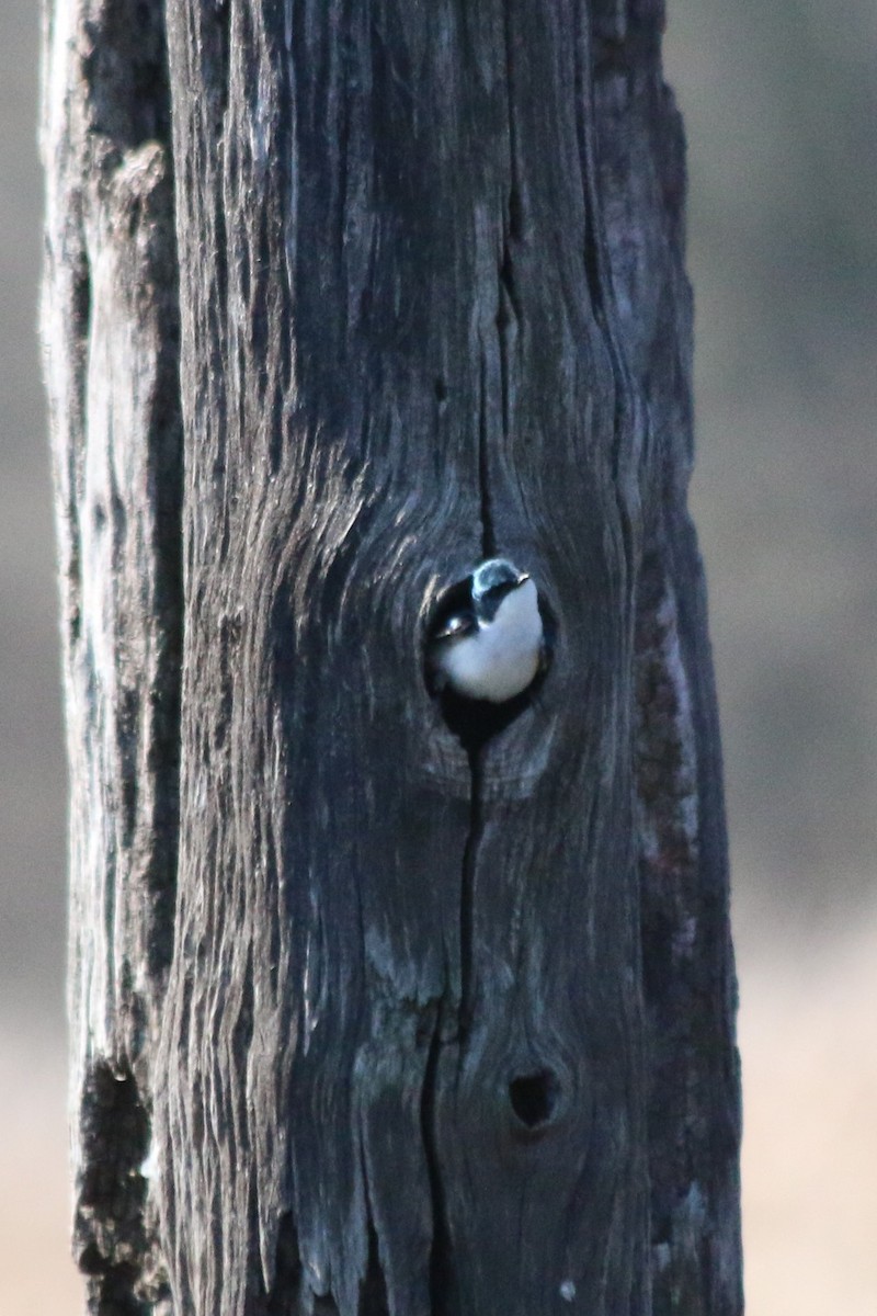 Tree Swallow - ML119579581