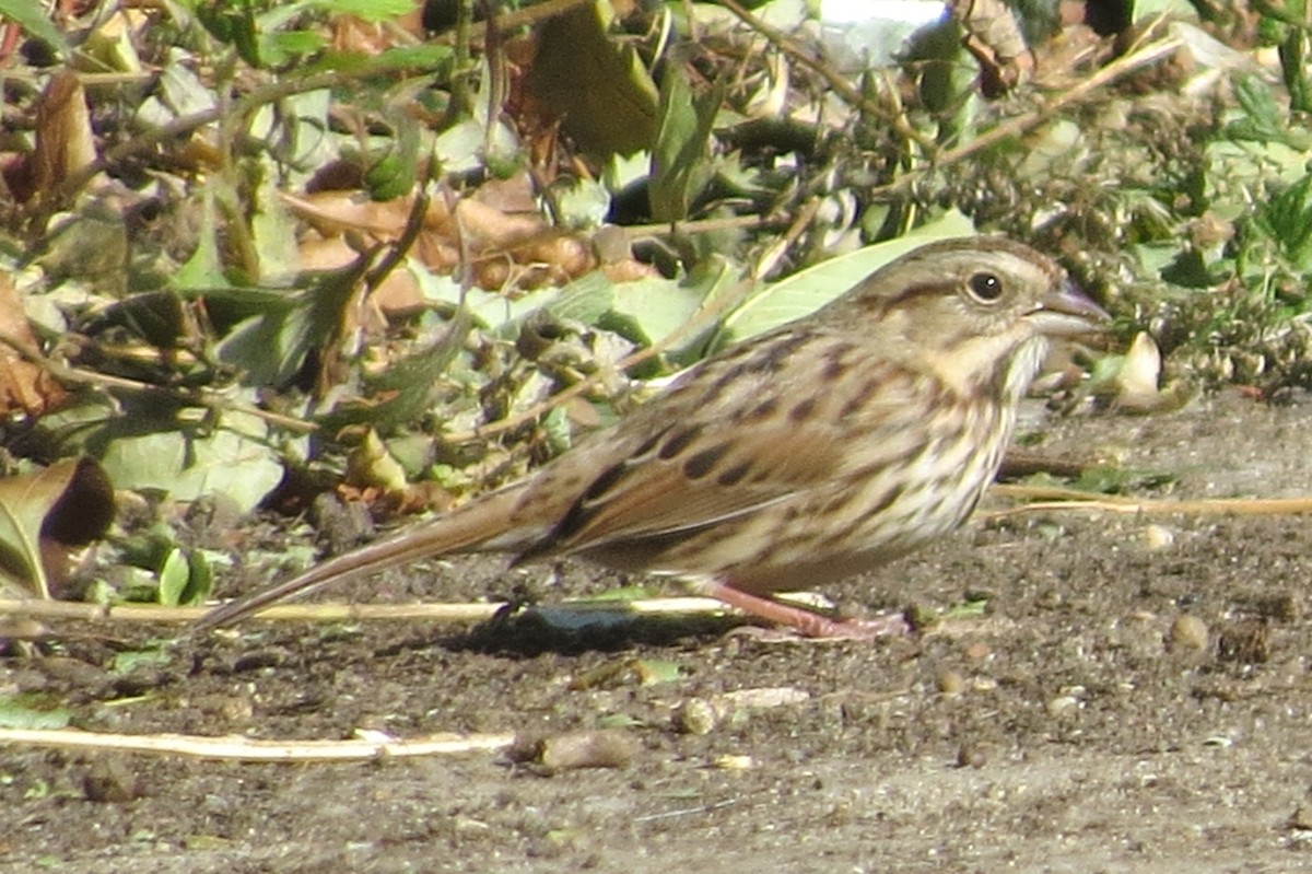 Song Sparrow - ML119580511