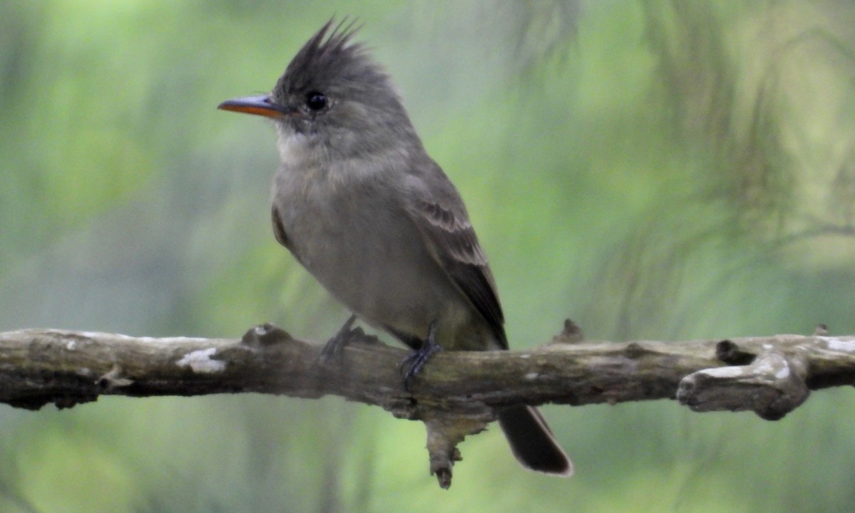 Greater Pewee - ML119582291
