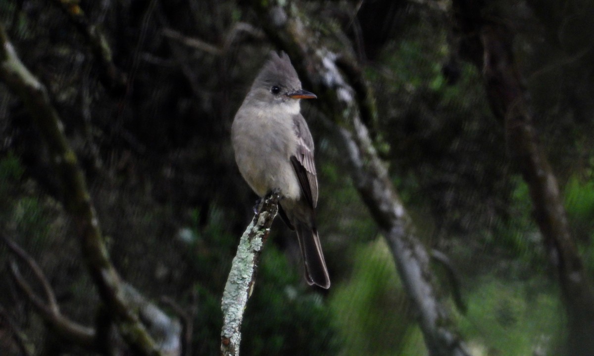 Greater Pewee - ML119582851