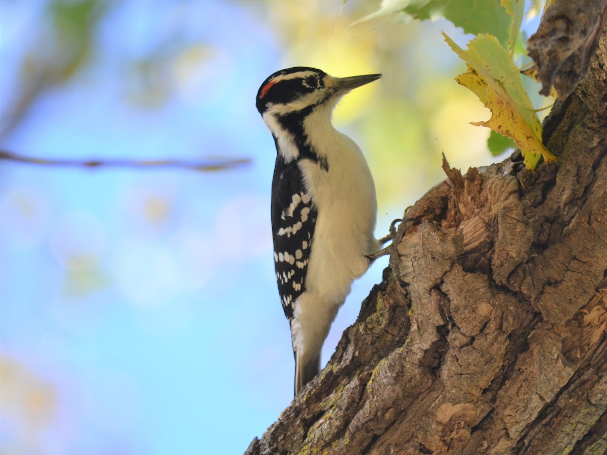 Hairy Woodpecker - ML119583051