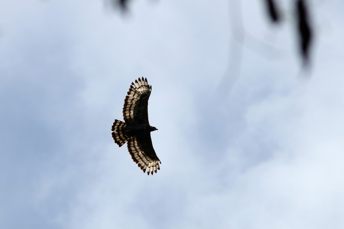 Crowned Eagle - ML119583371